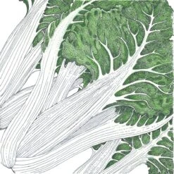 Organic Chard, Fordhook Giant (1/4 Lb)