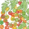 Organic Cherry Tomato, Bi-color (1 Oz) 1 Organic Cherry Tomato, Bi-color (1 Oz) -Brandt Sales organic cherry tomato bi color 1 oz