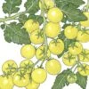 Organic Cherry Tomato, White (1 Oz) -Brandt Sales organic cherry tomato white 1 oz