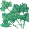 Organic Cilantro (1/4 Lb) -Brandt Sales organic cilantro 1 4 lb