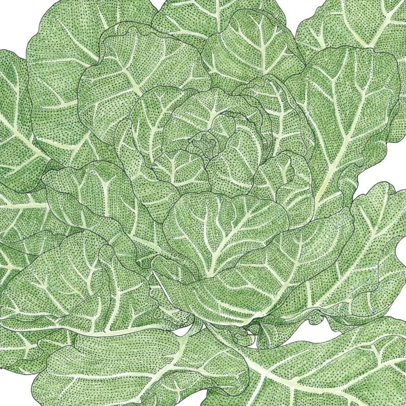 Organic Collard Greens, Champion (1 Oz) 3 Organic Collard Greens, Champion (1 Oz)