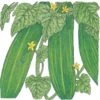 Organic Cucumber, Straight Eight (1/4 Lb)