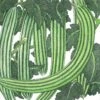 Organic Cucumber, Striped (1/4 Lb) -Brandt Sales organic cucumber striped 1 4 lb