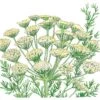 Organic Dill, Bouquet (1/4 Lb) -Brandt Sales organic dill bouquet 1 4 lb