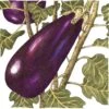 Organic Eggplant, Black Beauty (1 Oz) -Brandt Sales organic eggplant black beauty 1 oz