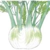 Organic Fennel, Florence (1/4 Lb)