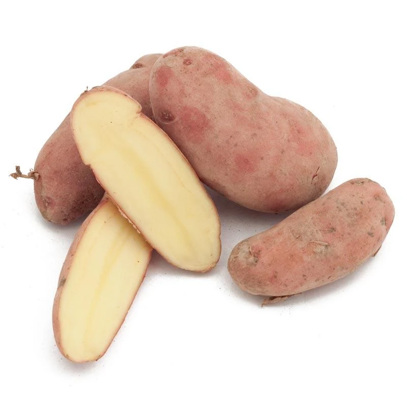Fall-Planted Organic French Fingerling Seed Potatoes (lb) 3 Fall-Planted Organic French Fingerling Seed Potatoes (lb)