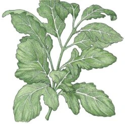 Organic Greens, Arugula (1/4 Lb)