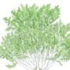 Organic Greens, Endive, Frisee (1/4 Lb) -Brandt Sales organic greens endive frisee 1 4 lb