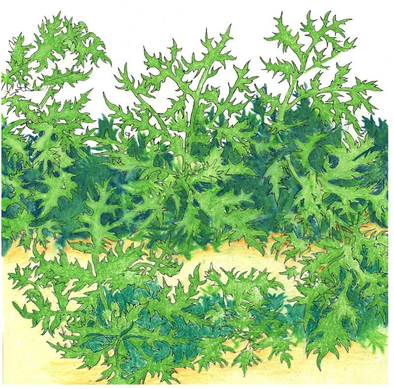 Organic Greens, Mustard Mizuna (1/4 Lb) 3 Organic Greens, Mustard Mizuna (1/4 Lb)