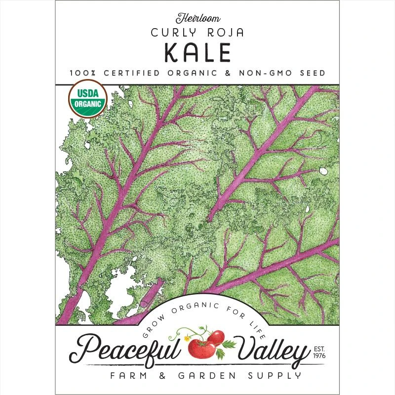 Curly Roja Kale Seeds (Organic) 3 Curly Roja Kale Seeds (Organic)
