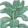 Organic Kale, Lacinato (1/4 Lb) 2 Organic Kale, Lacinato (1/4 Lb) -Brandt Sales organic kale lacinato 1 4 lb