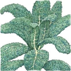 Organic Kale, Lacinato (1/4 Lb)