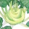 Organic Kohlrabi, White (1 Oz) -Brandt Sales organic kohlrabi white 1 oz