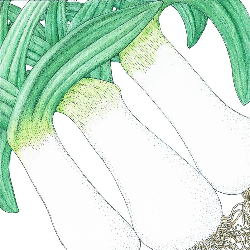 Organic Leek, American Flag (1 Oz) 3 Organic Leek, American Flag (1 Oz)