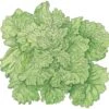 Organic Lettuce, Black Seeded Simpson (1/4 Lb) -Brandt Sales organic lettuce black seeded simpson 1 4 lb