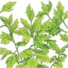 Organic Lovage 2 Organic Lovage -Brandt Sales organic lovage