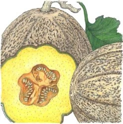 Organic Melon, Hearts Of Gold (1/4 Lb)