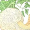 Organic Melon, Honeyrock (1/4 Lb)