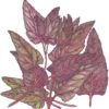 Organic Orach, Red (1 Oz) 2 Organic Orach, Red (1 Oz) -Brandt Sales organic orach red 1 oz