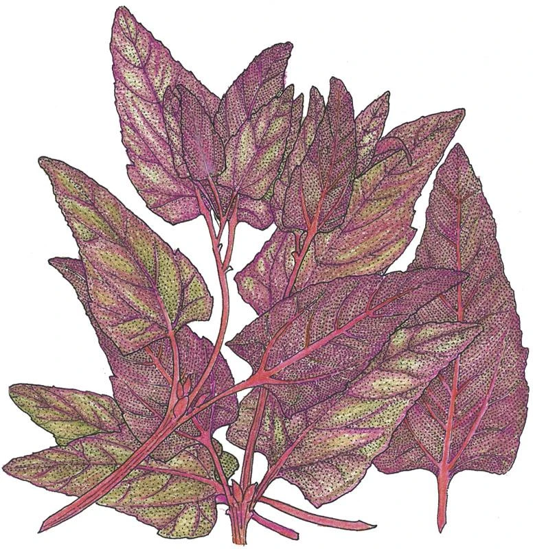Organic Orach, Red (1 Oz) 3 Organic Orach, Red (1 Oz)