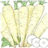 Organic Parsnip, Turga (1 Oz) -Brandt Sales organic parsnip turga 1 oz