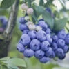 Organic Blueberry Patriot (Ea) 1 Organic Blueberry Patriot (Ea) -Brandt Sales organic patriot blueberry BYB
