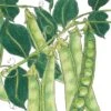 Organic Pea, Green Arrow (1/2 Lb) -Brandt Sales organic pea green arrow 1 2 lb