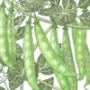 Organic Pea, Sugar Snap (1/2 Lb) -Brandt Sales organic pea sugar snap 1 2 lb