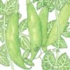 Organic Peas, Sugar Daddy (1/2 Lb ) -Brandt Sales organic peas sugar daddy 1 2 lb