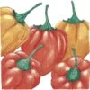 Organic Pepper, Hot Habanero (1 Oz) -Brandt Sales organic pepper hot habanero 1 oz
