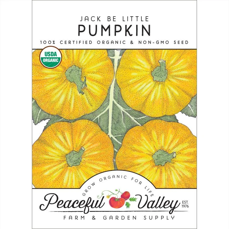 Jack Be Little Pumpkin Seeds (Organic) 3 Jack Be Little Pumpkin Seeds (Organic)