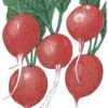 Organic Radish, Cherry Belle (1/4 Lb) -Brandt Sales organic radish cherry belle 1 4 lb