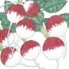 Organic Radish, Sparkler (1/4 Lb) 2 Organic Radish, Sparkler (1/4 Lb) -Brandt Sales organic radish sparkler 1 4 lb