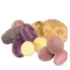 Rainbow Mix Potato (Organic) -Brandt Sales organic rainbow seed potato mix lb