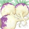 Organic Rutabaga, Joan (1 Oz) 1 Organic Rutabaga, Joan (1 Oz) -Brandt Sales organic rutabaga joan 1 oz