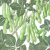 Organic Soybean, Edamame (1/2 Lb) -Brandt Sales organic soybean edamame 1 2 lb