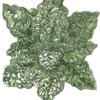 Organic Spinach, Bloomsdale (1/4 Lb) -Brandt Sales organic spinach bloomsdale 1 4 lb