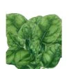 Organic Spinach, Verdil (1/4 Lb) -Brandt Sales organic spinach verdil 1 4 lb