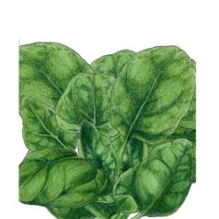 Organic Spinach, Verdil (1/4 Lb)