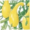 Organic Squash, Summer Early Crookneck (1/4 Lb) 1 Organic Squash, Summer Early Crookneck (1/4 Lb) -Brandt Sales organic squash summer early crookneck 1 4 lb