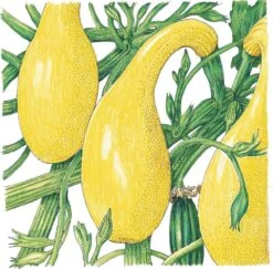 Organic Squash, Summer Early Crookneck (1/4 Lb)