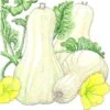 Organic Squash, Winter Butternut (1/4 Lb)