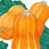 Organic Squash Winter, Honey Butternut (1 Oz) -Brandt Sales organic squash winter honey butternut 1 oz
