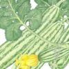 Organic Summer Squash, Cocozelle (1/4 Lb) 1 Organic Summer Squash, Cocozelle (1/4 Lb) -Brandt Sales organic summer squash cocozelle 1 4 lb