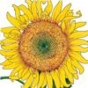 Organic Sunflower, Russian Mammoth (1/4 Lb) -Brandt Sales organic sunflower russian mammoth 1 4 lb