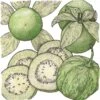 Organic Tomatillo, Verde (1 Oz) -Brandt Sales organic tomatillo verde 1 oz