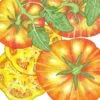 Organic Tomato, Big Rainbow (1 Oz) -Brandt Sales organic tomato big rainbow 1 oz