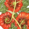 Organic Tomato, Black Krim (1 Oz) -Brandt Sales organic tomato black krim 1 oz
