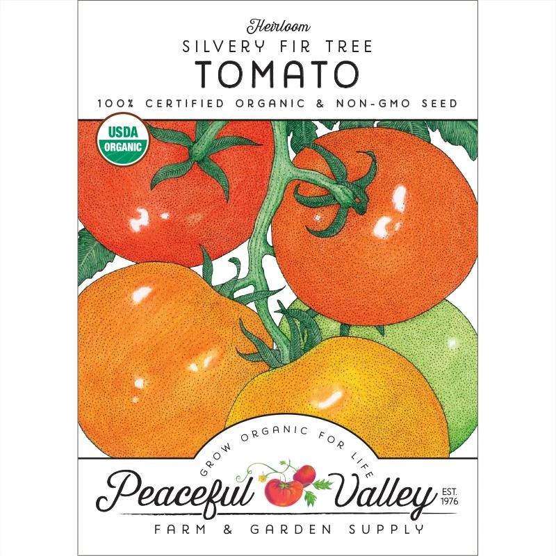 Silvery Fir Tree Tomato Seeds (Organic) 3 Silvery Fir Tree Tomato Seeds (Organic)